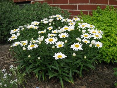 Leucanthemum x super